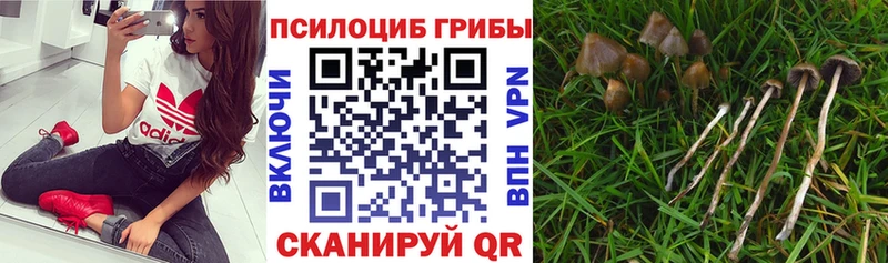 Купить закладки  Азов  Псилоцибиновые грибы Magic Shrooms 